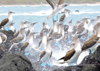 Galapagos-Tour-Packages-Trip